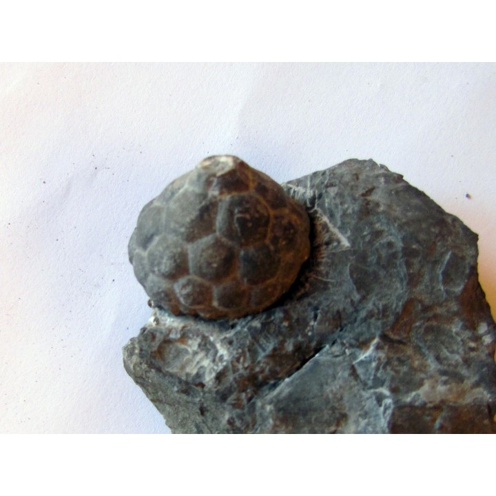 MELOCRINITES VERRUCOSUS