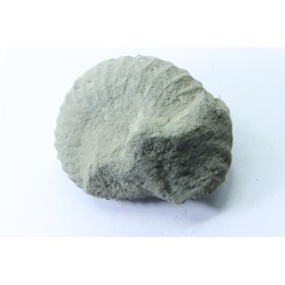 Unprepared Hoplite -  - albian - old quarry Courcelles - Aube - France