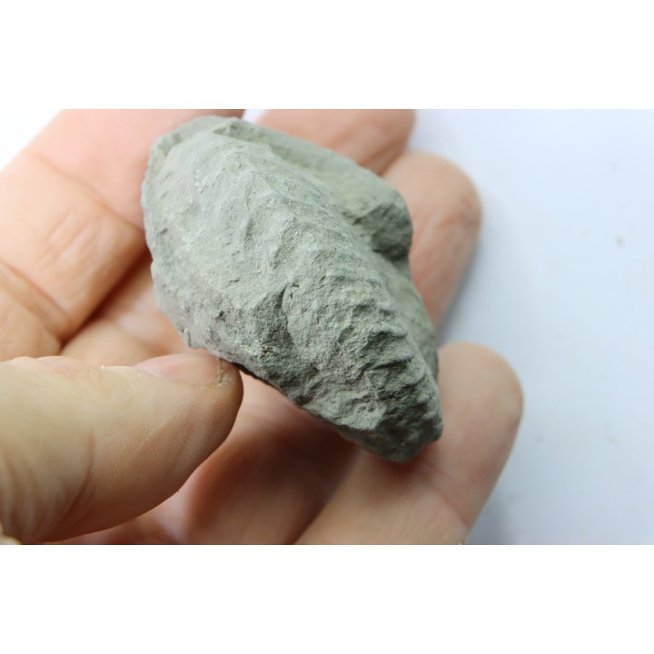 Nodule d'HOPLITE à dégager - albien moyen - ancienne carrière Courcelles - Aube - France