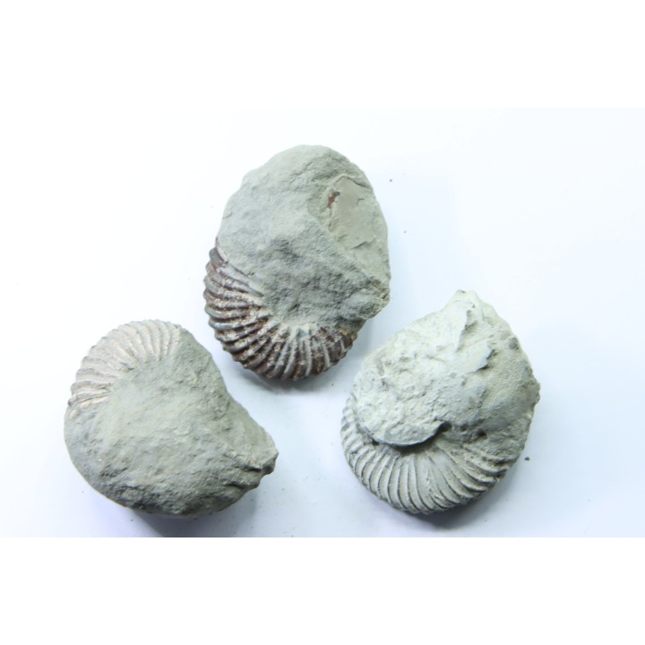 Nodule d'HOPLITE à dégager (lot de 3 pièces)- albien moyen - ancienne carrière Courcelles - Aube - France