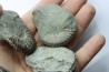 Unprepared Hoplite (set of 3 pieces) - albian - old quarry Courcelles - Aube - France
