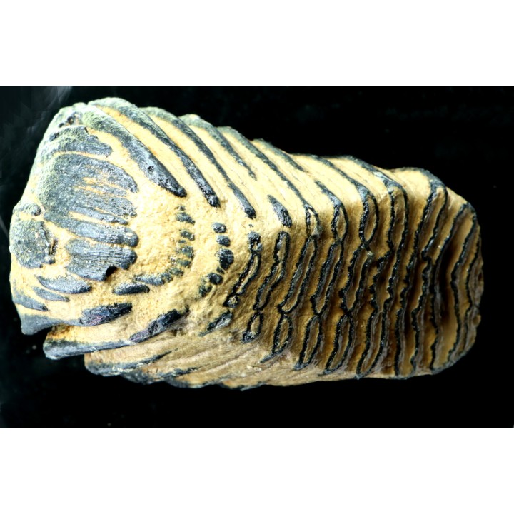 DENT DE MAMMOUTH:  mammuthus primigenius - Pléistocène supérieur // Mer du Nord - Hollande