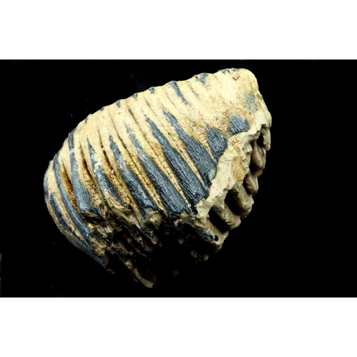 MAMMOTH TOOTH:  mammuthus primigenius