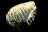 MAMMOTH TOOTH:  mammuthus primigenius
