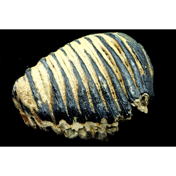 MAMMOTH TOOTH:  mammuthus primigenius