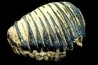 MAMMOTH TOOTH:  mammuthus primigenius