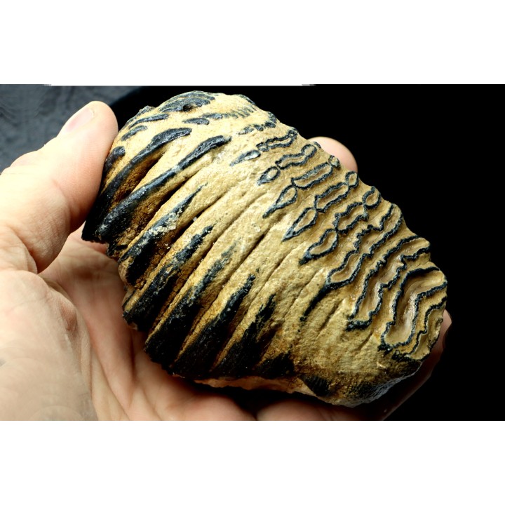 MAMMOTH TOOTH:  mammuthus primigenius