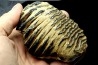 MAMMOTH TOOTH:  mammuthus primigenius