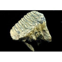 DENT DE MAMMOUTH:  mammuthus primigenius - Pléistocène supérieur // Mer du Nord - Hollande