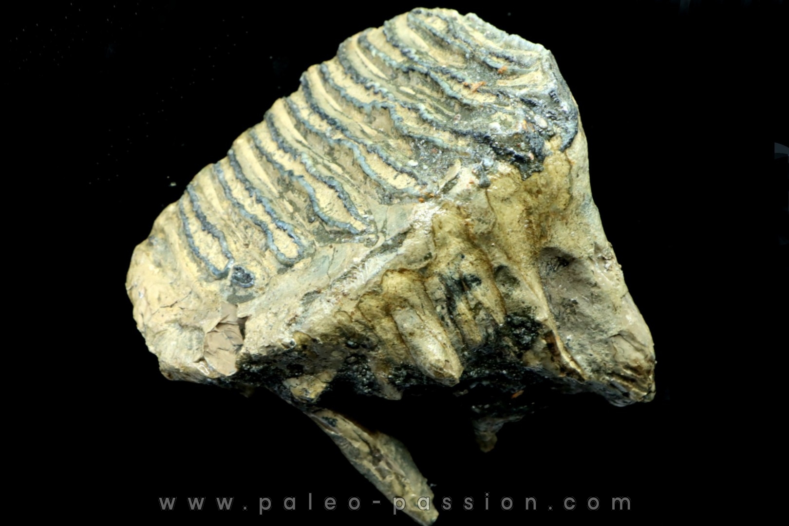 DENT DE MAMMOUTH: mammuthus primigenius - Pléistocène supérieur // Mer du Nord - Hollande