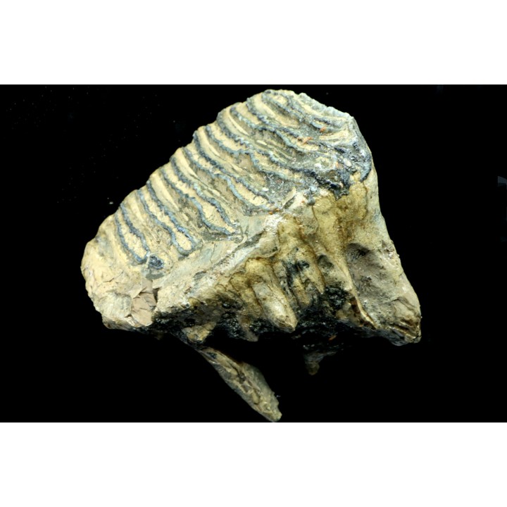 MAMMOTH TOOTH:  mammuthus primigenius