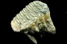 MAMMOTH TOOTH:  mammuthus primigenius