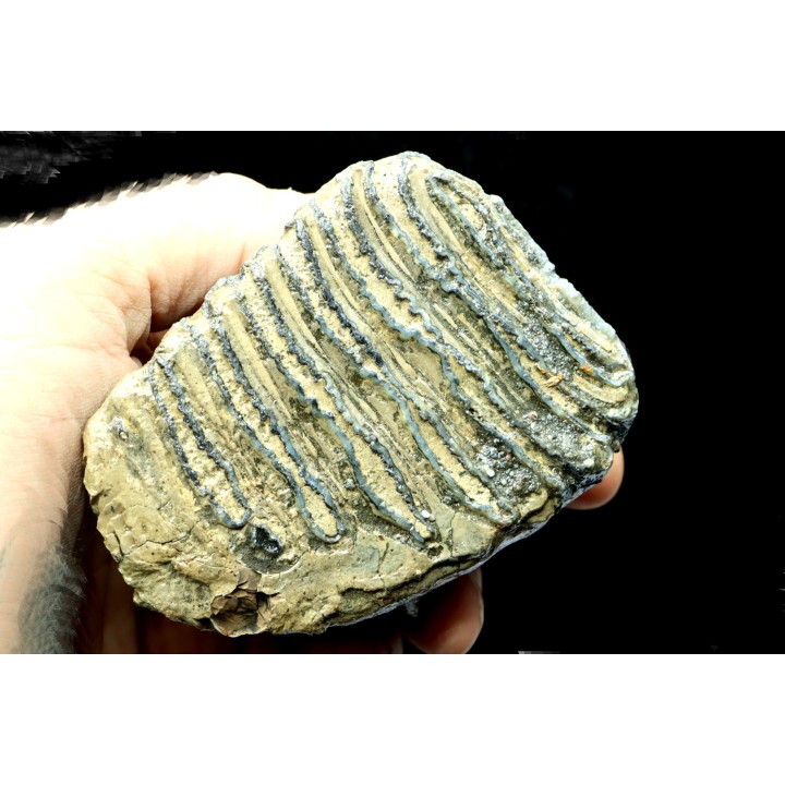 MAMMOTH TOOTH:  mammuthus primigenius