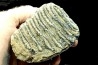 MAMMOTH TOOTH:  mammuthus primigenius
