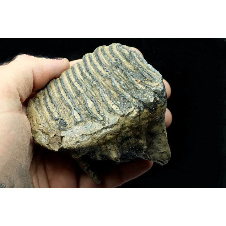 MAMMOTH TOOTH:  mammuthus primigenius