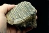 MAMMOTH TOOTH:  mammuthus primigenius