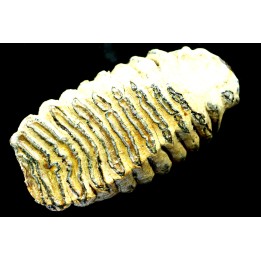 DENT DE MAMMOUTH:  mammuthus primigenius - Pléistocène supérieur // Mer du Nord - Hollande