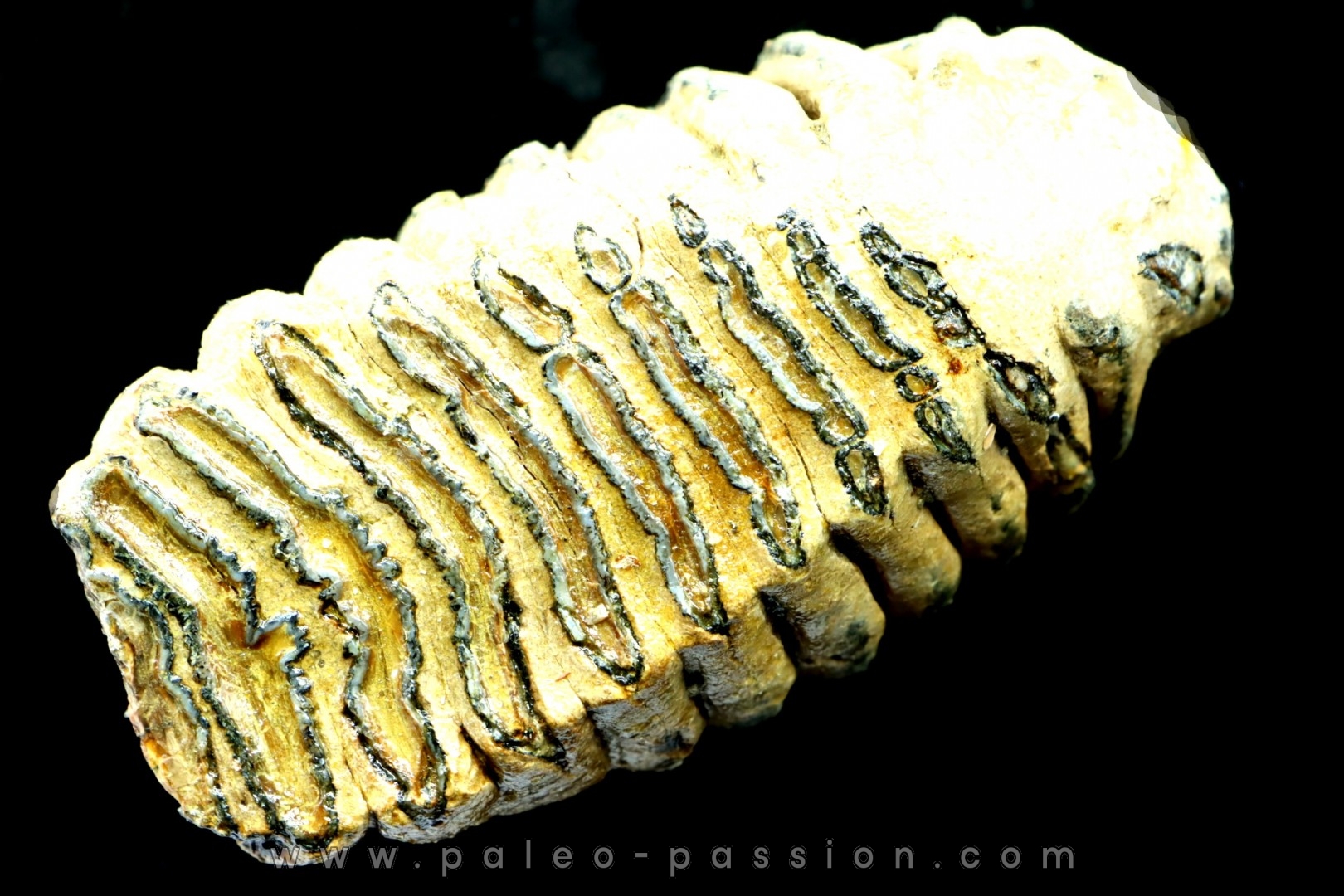 MAMMOTH TOOTH: mammuthus primigenius