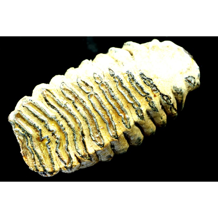 MAMMOTH TOOTH:  mammuthus primigenius