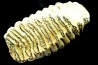 MAMMOTH TOOTH: mammuthus primigenius