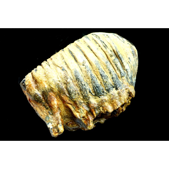 DENT DE MAMMOUTH:  mammuthus primigenius - Pléistocène supérieur // Mer du Nord - Hollande