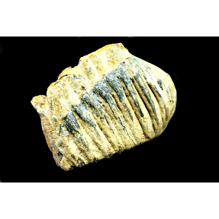 DENT DE MAMMOUTH:  mammuthus primigenius - Pléistocène supérieur // Mer du Nord - Hollande