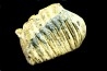 MAMMOTH TOOTH: mammuthus primigenius