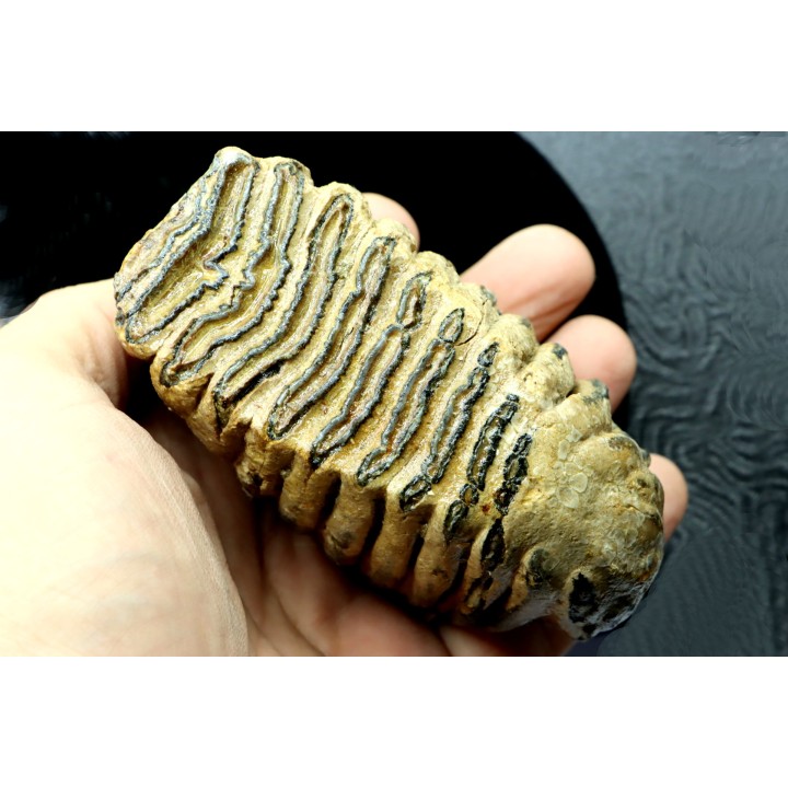 MAMMOTH TOOTH:  mammuthus primigenius