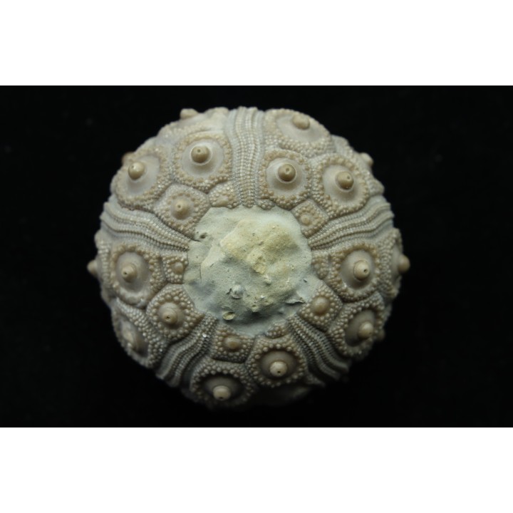 Typocidaris mallum (Gras 1848) - upper barremian - Agadir, Morocco