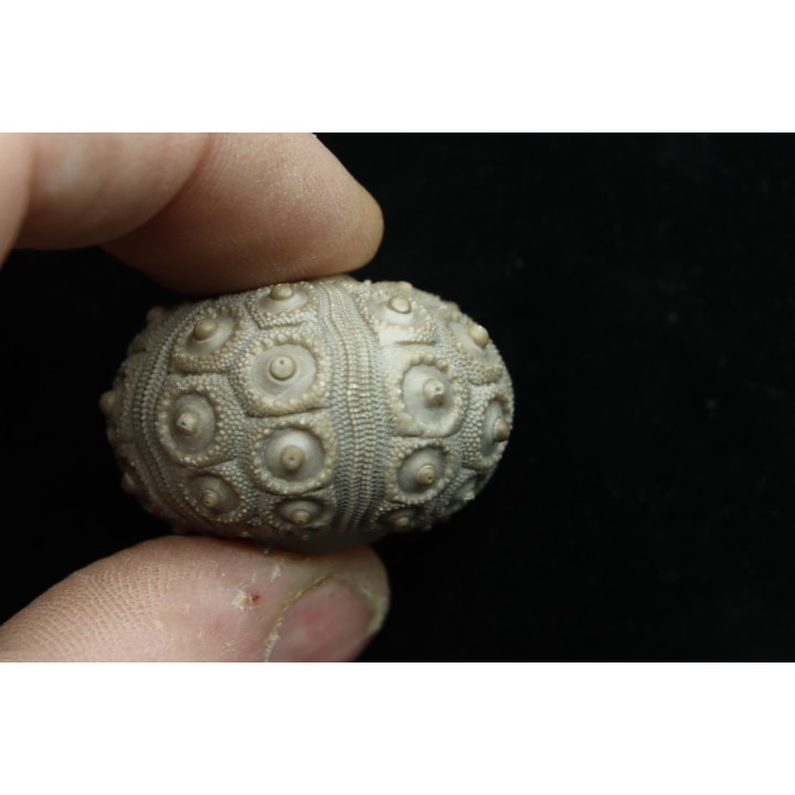 Typocidaris mallum (Gras 1848) - upper barremian - Agadir, Morocco