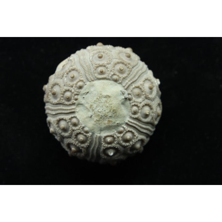 Typocidaris mallum (Gras 1848) - upper barremian - Agadir, Morocco