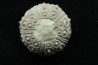 Typocidaris mallum (Gras 1848) - upper barremian - Agadir, Morocco