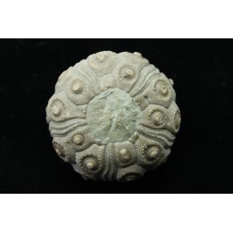 Typocidaris mallum (Gras 1848) - upper barremian - Agadir, Morocco