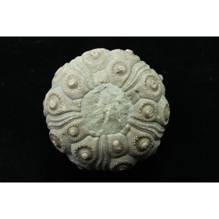 Typocidaris mallum (Gras 1848) - upper barremian - Agadir, Morocco