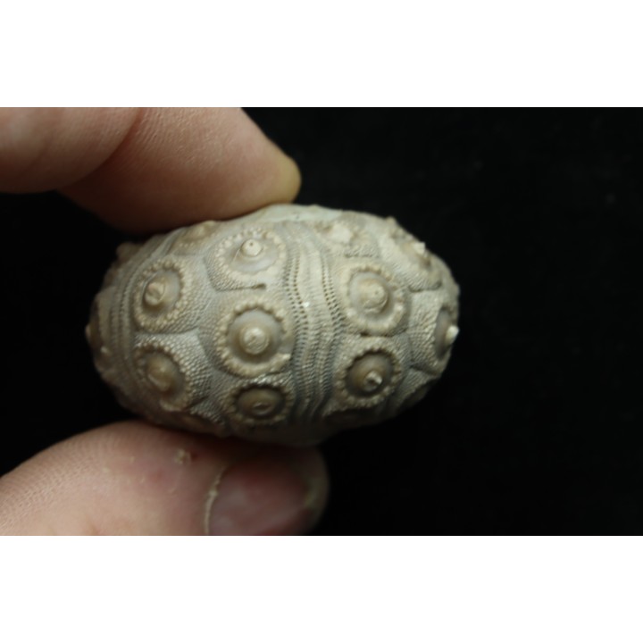 Typocidaris mallum (Gras 1848) - upper barremian - Agadir, Morocco
