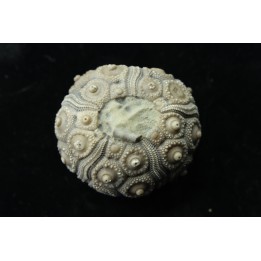Typocidaris mallum (Gras 1848) - pathologic - upper barremian - Agadir, Morocco