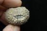 Typocidaris mallum (Gras 1848) - pathologic - upper barremian - Agadir, Morocco