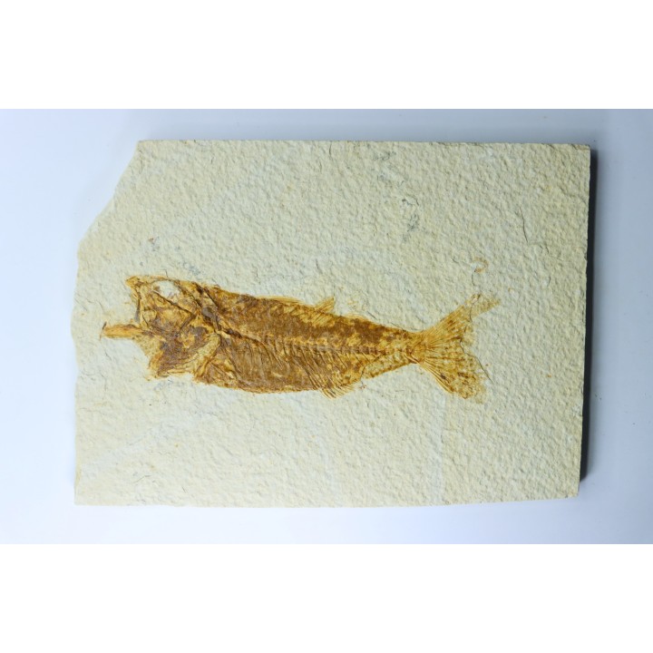 poisson fossile - Mioplosus labracoides - Eocène - green river fmt - Wyoming - USA