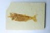 poisson fossile - Mioplosus labracoides - Eocène - green river fmt - Wyoming - USA