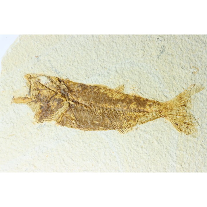 Mioplosus labracoides