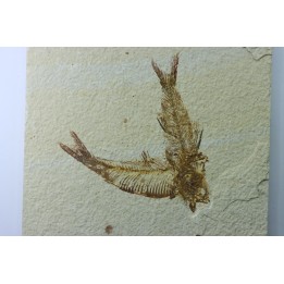 KNIGHTIA EOCAENA and AMPHIPLAGA BRACHYPTERA
