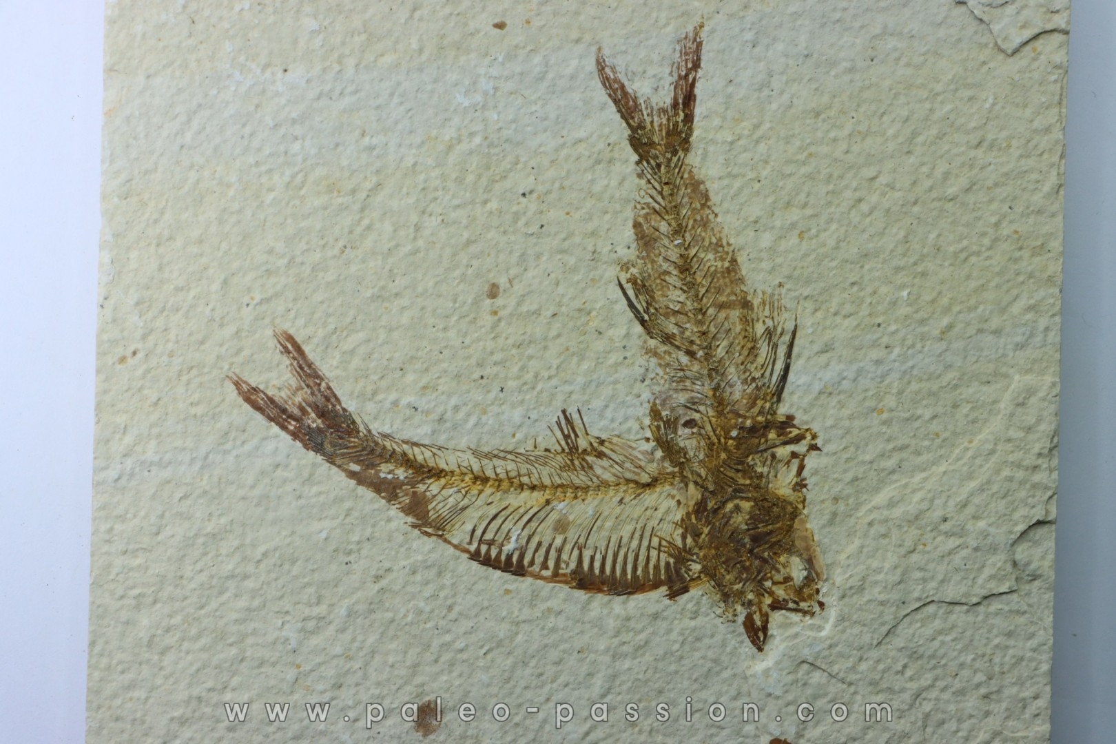 AMPHIPLAGA BRACHYPTERA et KNIGHTIA EOCAENA - USA