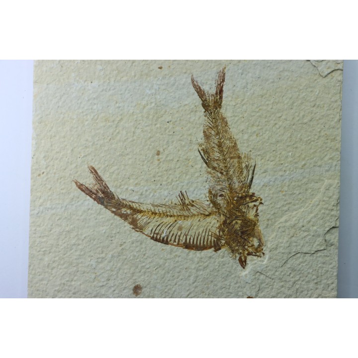 KNIGHTIA EOCAENA and AMPHIPLAGA BRACHYPTERA