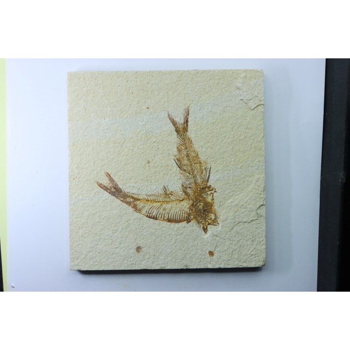 AMPHIPLAGA BRACHYPTERA et KNIGHTIA EOCAENA - USA
