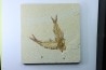 AMPHIPLAGA BRACHYPTERA et KNIGHTIA EOCAENA - USA