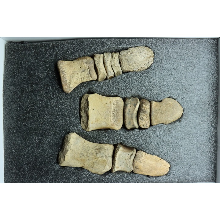 patte de dinosaure hadrosaure : Edmontosaure anneltens  Hell Creek  Formation  crétacé supérieur  Dawson County, Montana