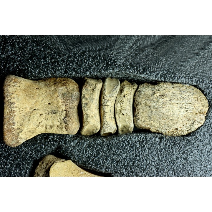 patte de dinosaure hadrosaure : Edmontosaure anneltens  Hell Creek  Formation  crétacé supérieur  Dawson County, Montana