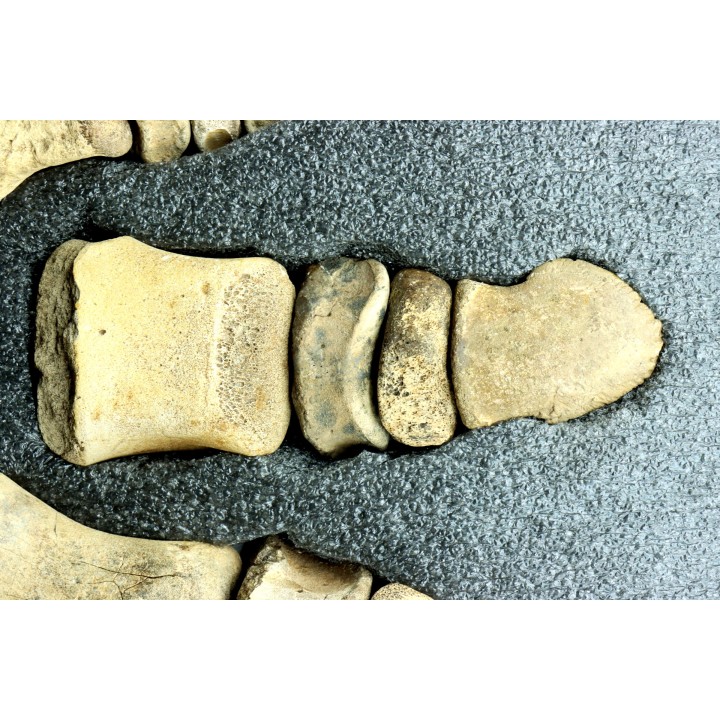 dinosaur hadrosaure : edmontosaurus anneltens