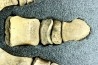 dinosaur hadrosaure : edmontosaurus anneltens