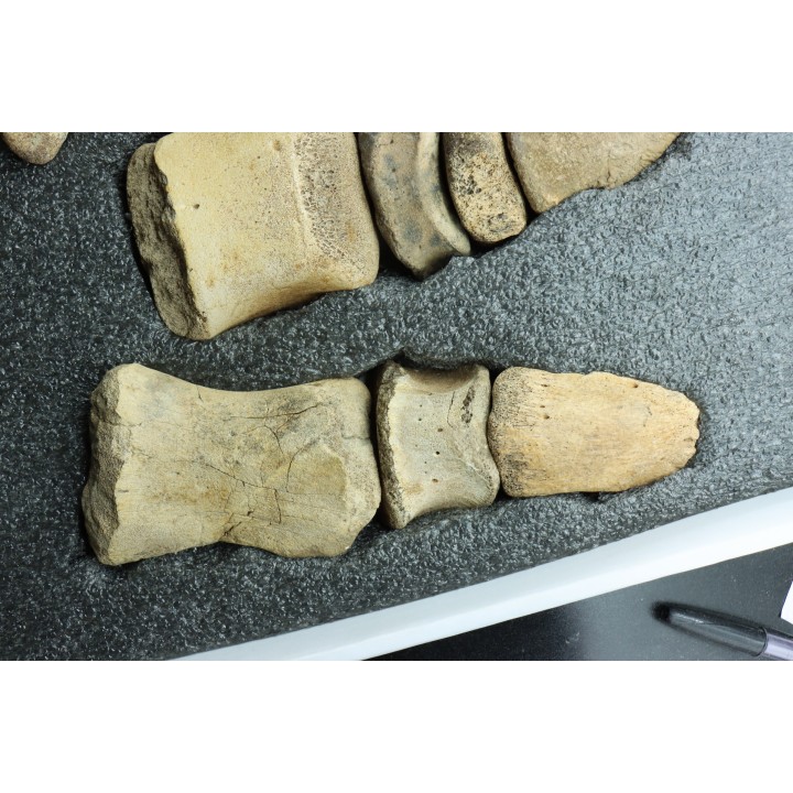 dinosaur hadrosaure : edmontosaurus anneltens